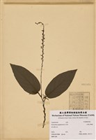 藏品(大葉山螞蝗)的圖片